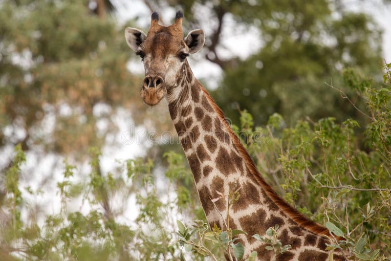 Giraffe at Okavango Delta - Moremi N. P. stock photography