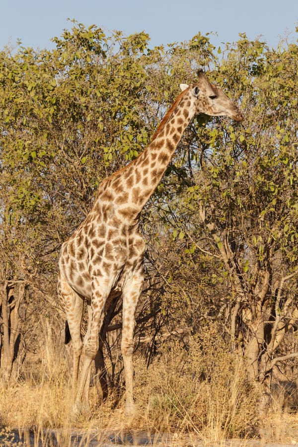 Giraffe at Okavango Delta - Moremi N. P. royalty free stock image