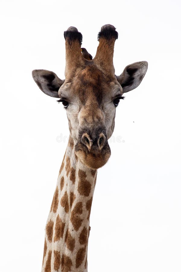 Giraffe at Okavango Delta - Moremi N. P. stock photos