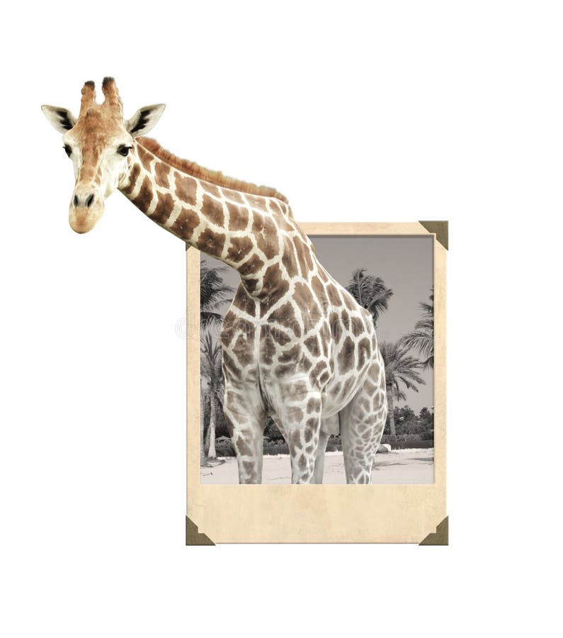 Giraffe In Old Photo Frame With 3d Effect Stock Image Image of animal, sepia 63396081