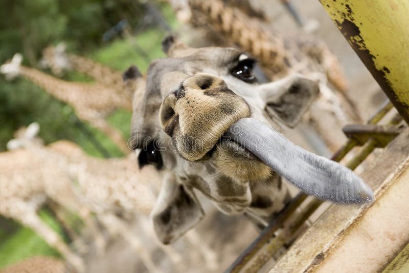 Giraffe with one s tongue hanging out