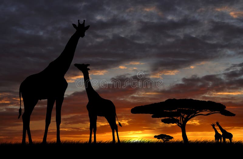 Giraffe over sunrise