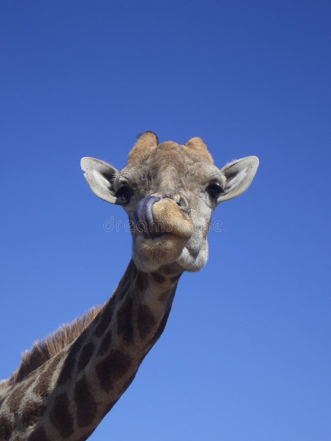 Giraffe picking nose