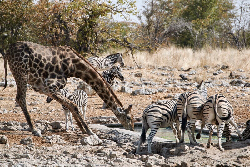 Giraffe and Plains Zebras Equus quagga burchelli drinking water at artificial waterhole. Wild safari animals in African bush at Etosha National Park, Namibia. Wildlife photography. Giraffe and Plains Zebras Equus quagga burchelli drinking water at artificial waterhole. Wild safari animals in African bush at Etosha National Park, Namibia. Wildlife photography.