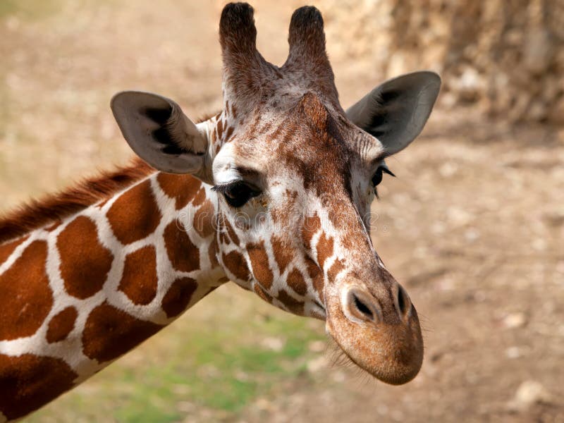 Giraffe portrait