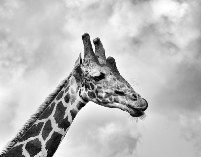 Giraffe Portrait in Black and White Stock Photo Image of giraffe, white 185015000
