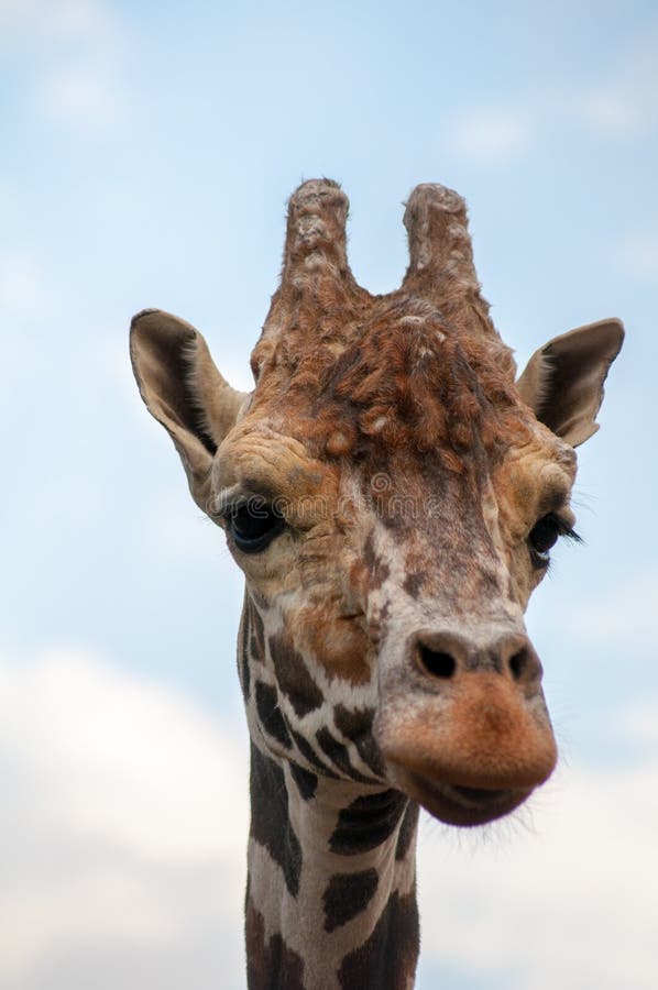 1,684 Old Giraffe Stock Photos - Free & Royalty-Free Stock Photos from