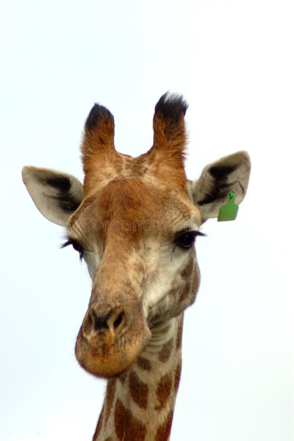 Giraffe portrait isolated