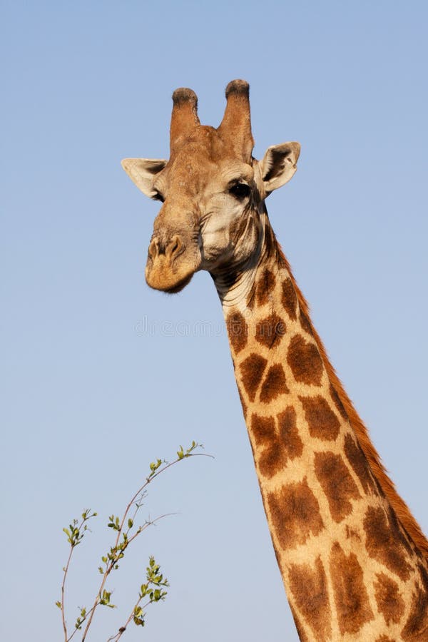 Giraffe portrait Kruger Park