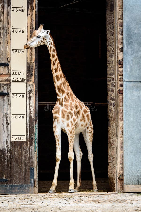 A Giraffe Posing Next To a Height Measurement Stock Photo - Image of