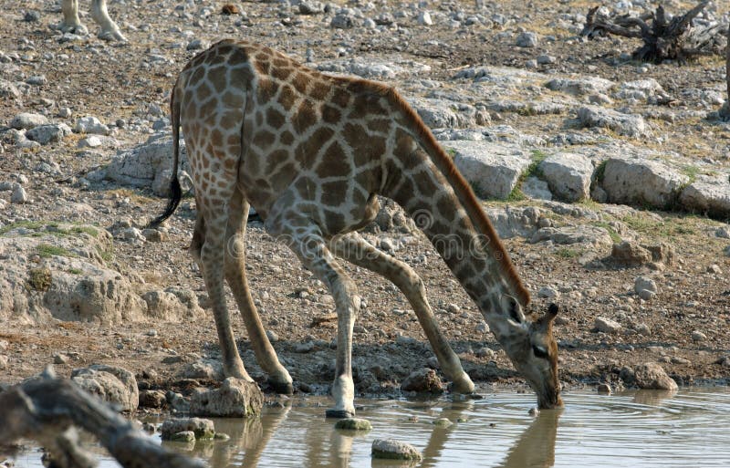 Giraffe potable photo libre de droits Giraffe potable photo libre de droits
