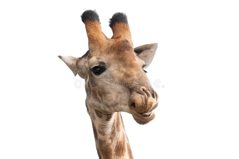 Giraffe que olha para trás fotografia de stock Giraffe que olha para trás fotografia de stock