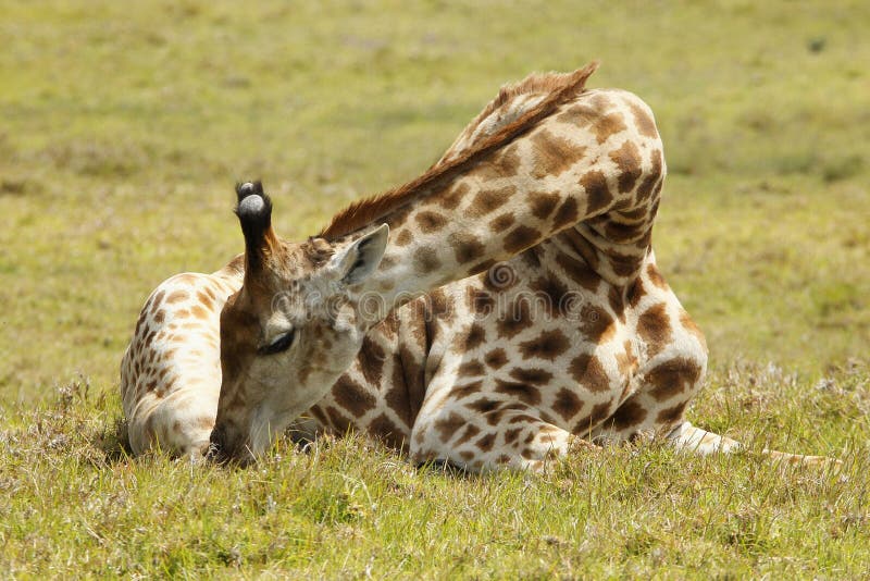 Giraffe resting