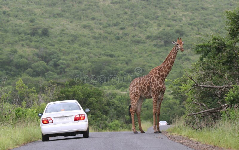 Giraffe on a road