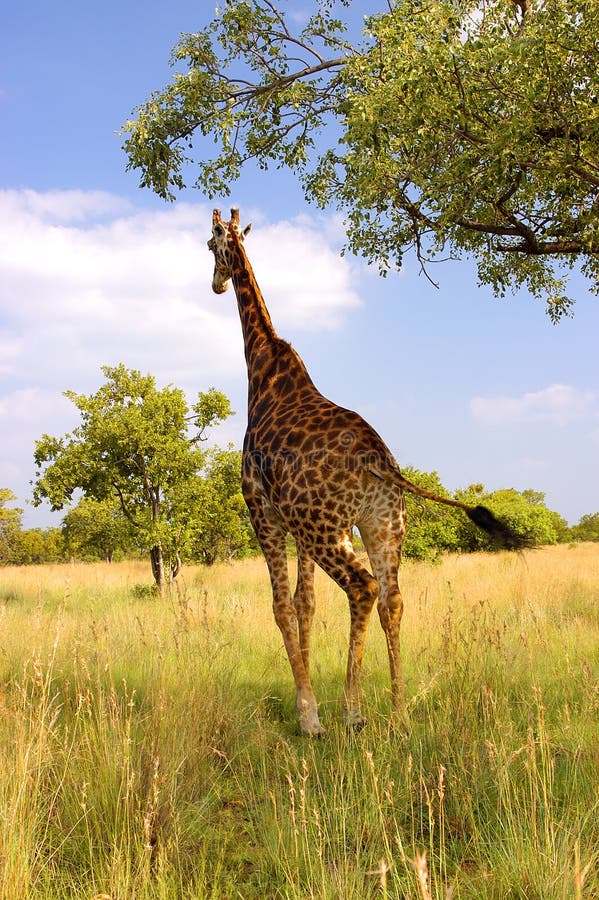A Giraffe Running In His Natural Habitat Stock Photo Image of nose