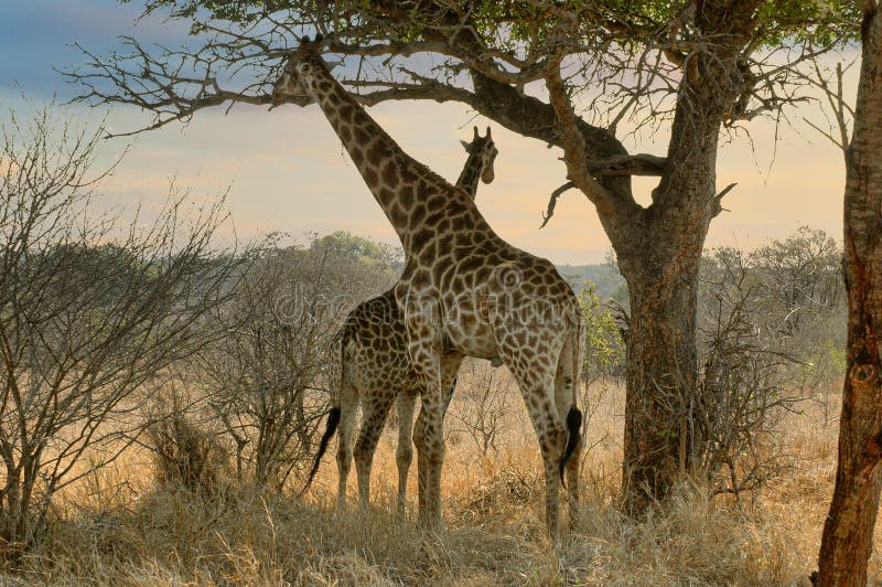 Giraffes in Africa, Golden Hour