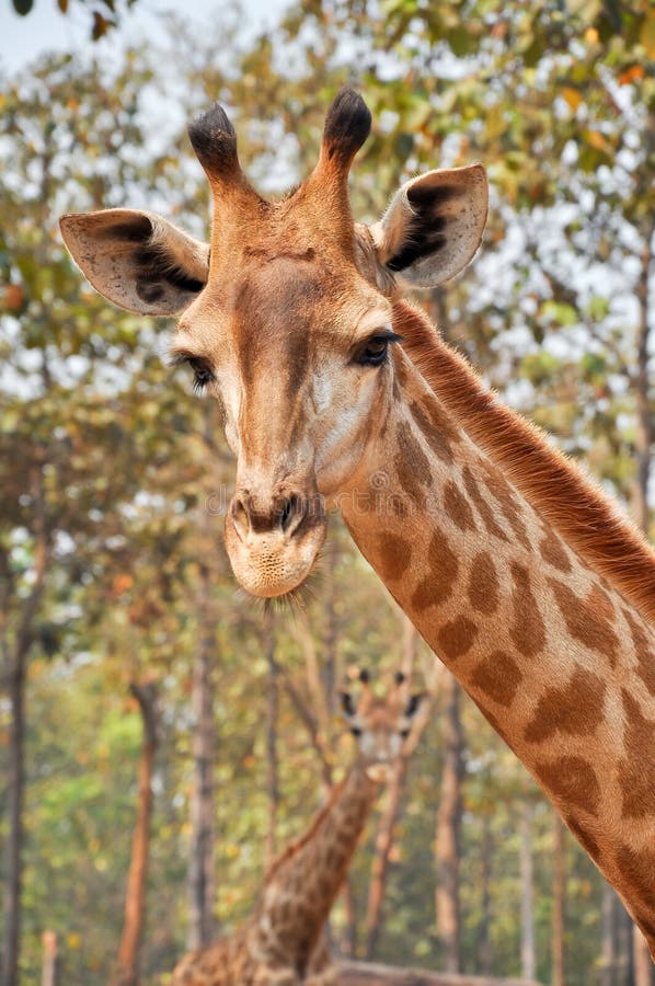 Giraffe