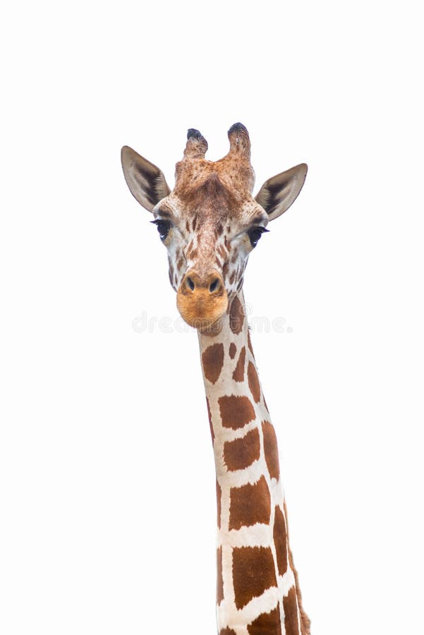 A giraffe