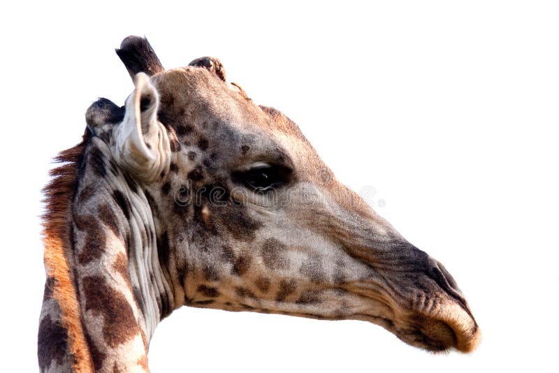Giraffe's Head on White stock image