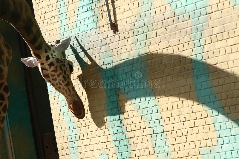 Giraffe s shadow