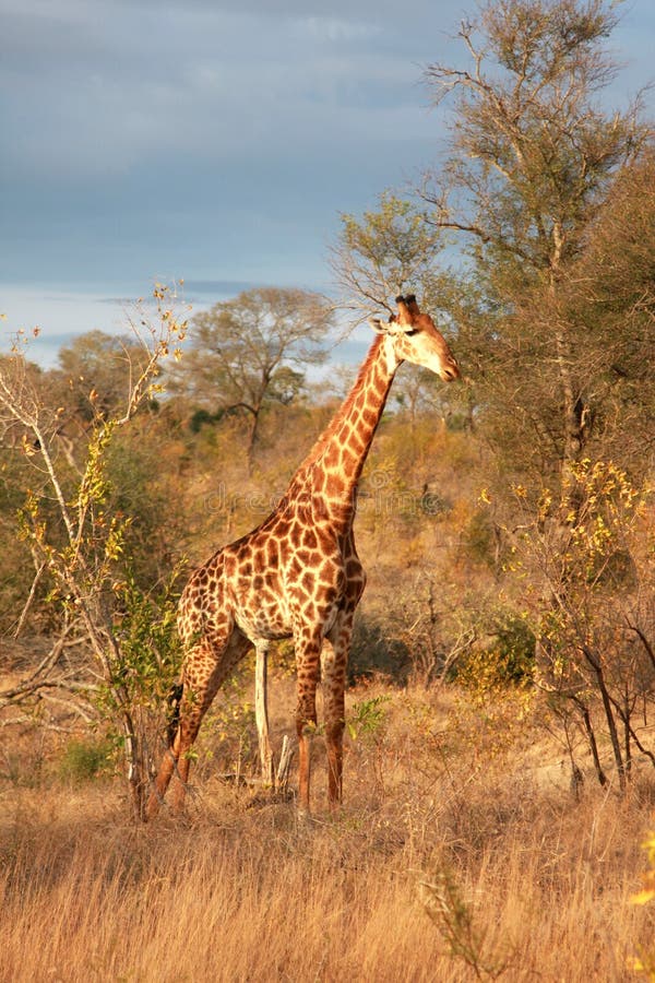 Giraffe in Sabi Sands