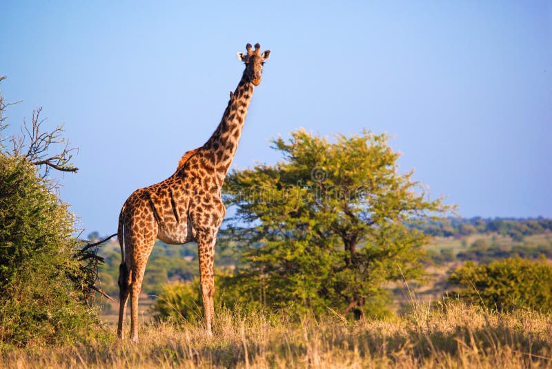 Giraffe on savanna. Safari in Serengeti, Tanzania, Africa royalty free stock images Giraffe on savanna. Safari in Serengeti, Tanzania, Africa royalty free stock images