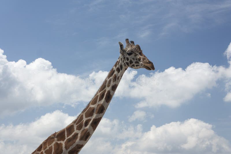Giraffe Scientific Name Giraffa Camelopardalis Extended Neck with Spots