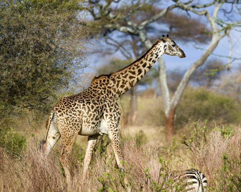 Giraffe side view walking stock photo. Image of tarangire - 81434848