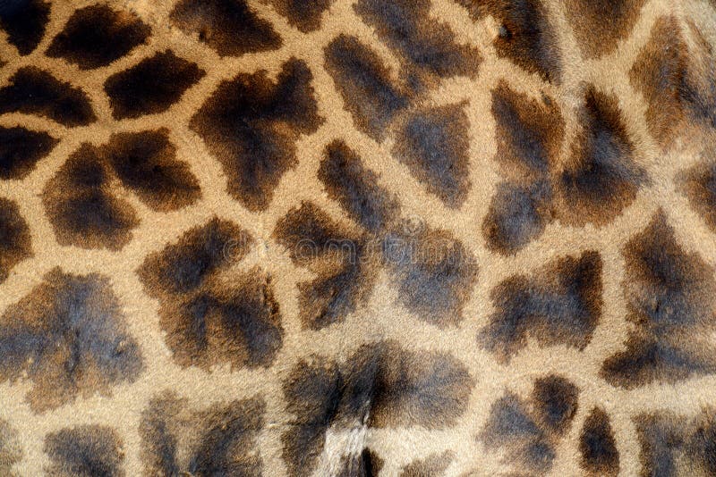 Giraffe Skin Texture with Palette Color Swatches Stock Photo - Image of ...
