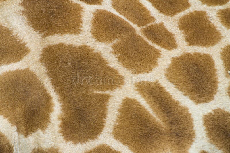 Giraffe skin