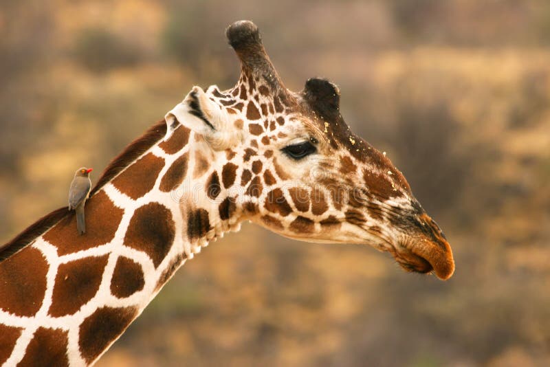 Giraffe with small bird, Samburu, Kenya