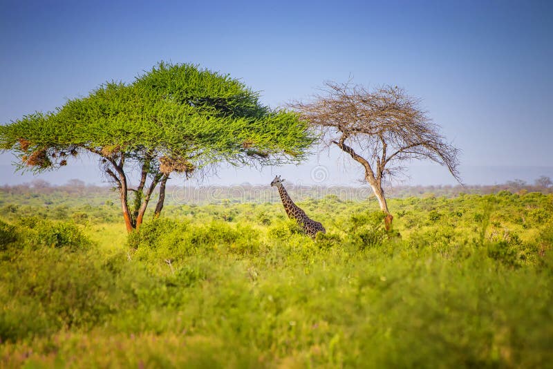 Giraffe som står på högt gräs i Tsavo East National Park i Kenya Döljer sig i skuggan under höga träd Det är en vild arkivfoton Giraffe som står på högt gräs i Tsavo East National Park i Kenya Döljer sig i skuggan under höga träd Det är en vild arkivfoton