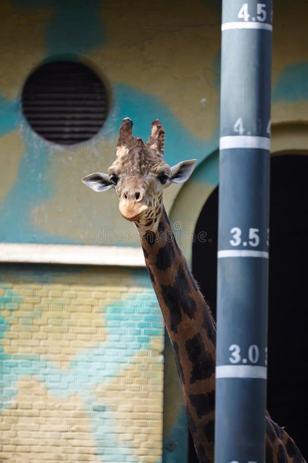 A giraffe standing beside a height measurement pole