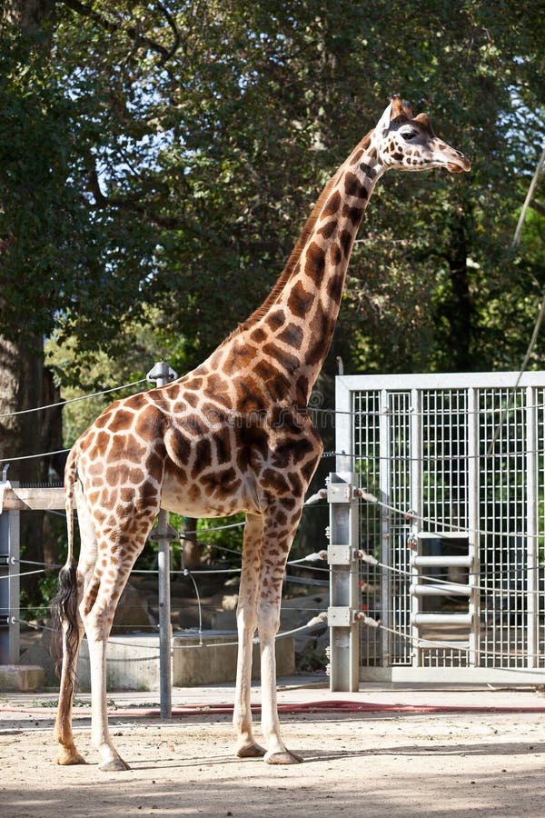 Giraffe stock image. Image of camouflage, outside, structure - 34021775