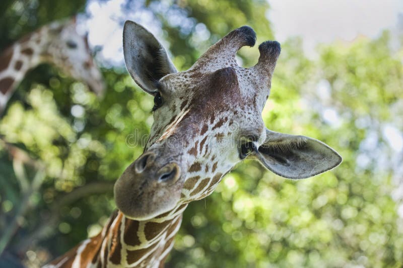 Giraffe staring at camera stock photo. Image of curiosity - 16555540