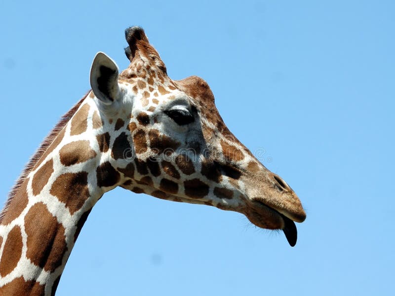 Giraffe Sticking Out Tongue Stock Image - Image: 196117