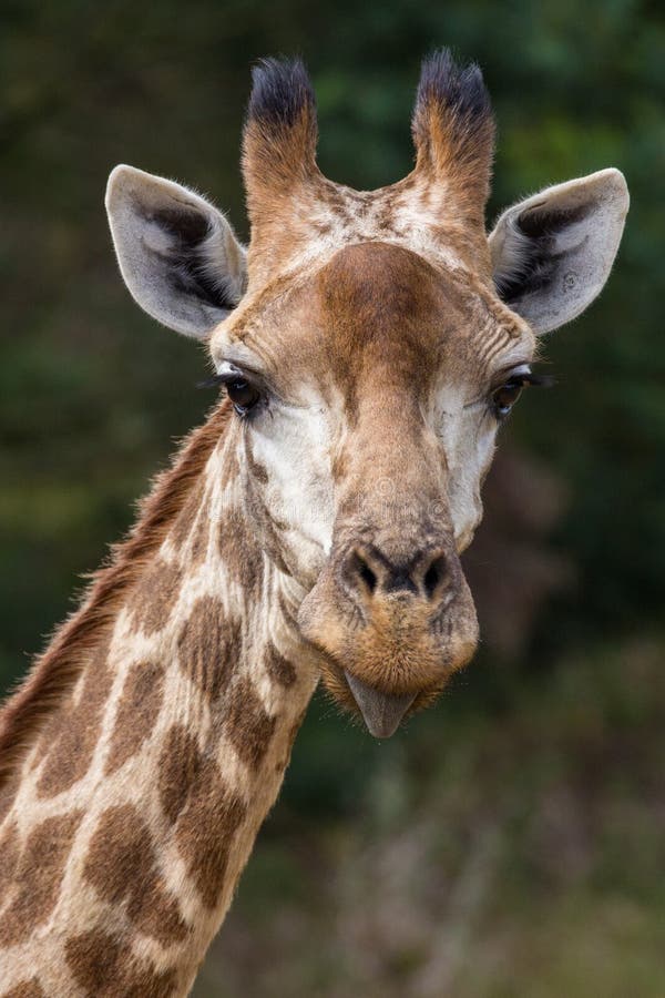 Giraffe Sticking out Tongue