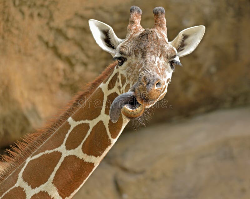 Giraffe Sticks Its Tongue Out Stock Photo - Image of ears, african