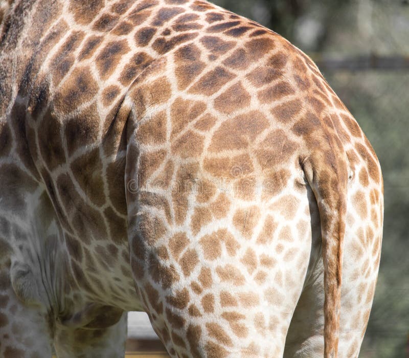 1,691 Giraffe Tail Stock Photos - Free & Royalty-Free Stock Photos from Dreamstime