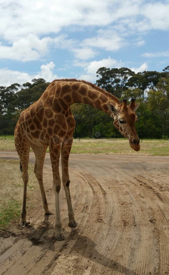Download Giraffe stock image. Image of pattern, safari, tall - 105367097