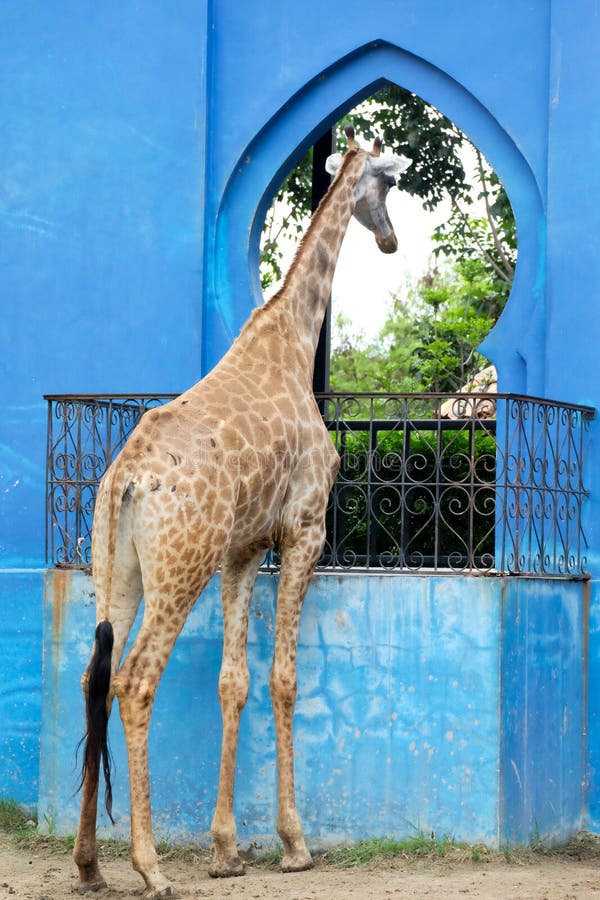 The Giraffe is the Tallest Animal in the World, Attaining a Height of ,  Its Incredibly Long Neck Accounting for Much of Its he Stock Image - Image  of mouth, neck: 178635861