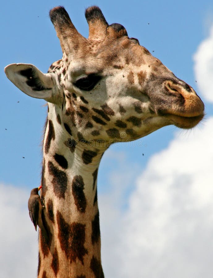 Giraffe with tick removing bird royalty free stock photos Giraffe with tick removing bird royalty free stock photos
