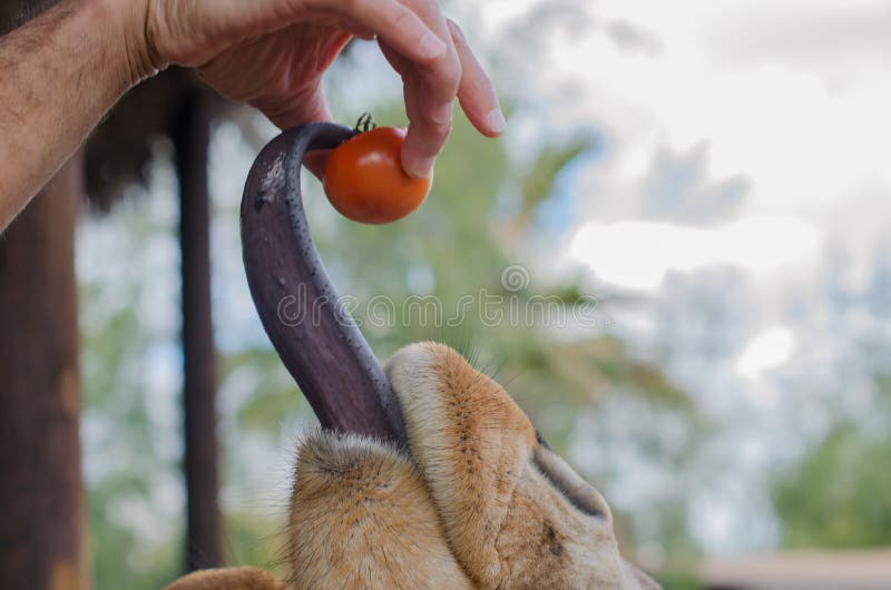 Giraffe tongue catching a tomato.