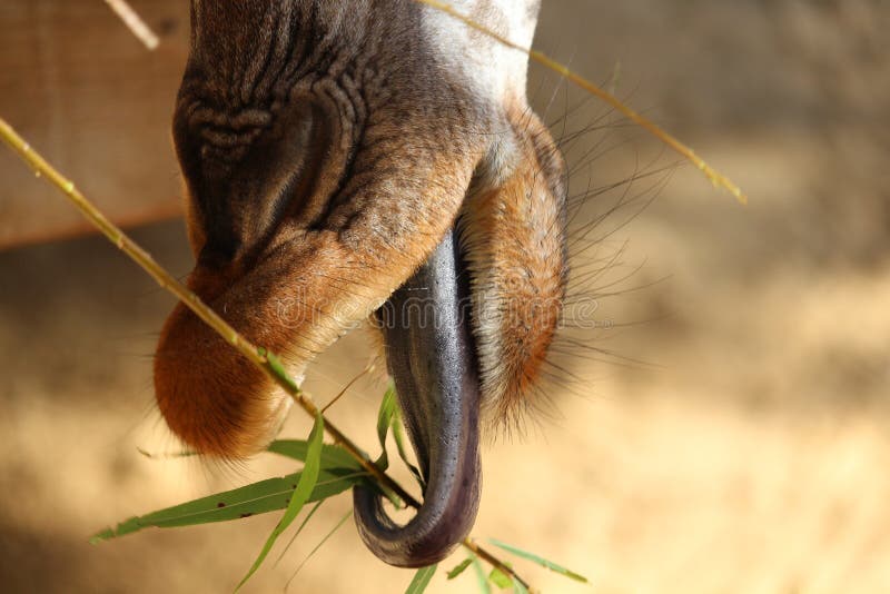 Giraffe Tongue