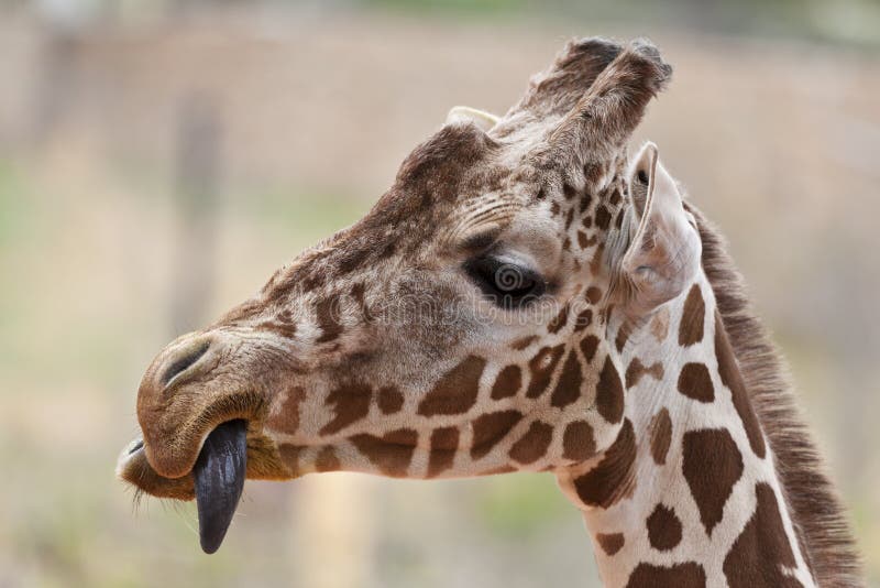 Giraffe with tongue out stock image. Image of horizontal - 20401641