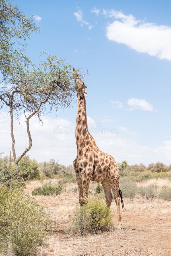A Giraffe with its tongue visible in the Franklin Nature Reserve on Naval Hill in Bloemfontein, South Africa. A Giraffe with its tongue visible in the Franklin Nature Reserve on Naval Hill in Bloemfontein, South Africa