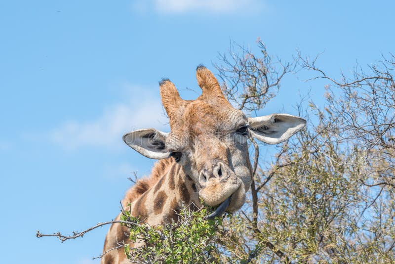 A Giraffe with its tongue visible in the Franklin Nature Reserve on Naval Hill in Bloemfontein, South Africa. A Giraffe with its tongue visible in the Franklin Nature Reserve on Naval Hill in Bloemfontein, South Africa