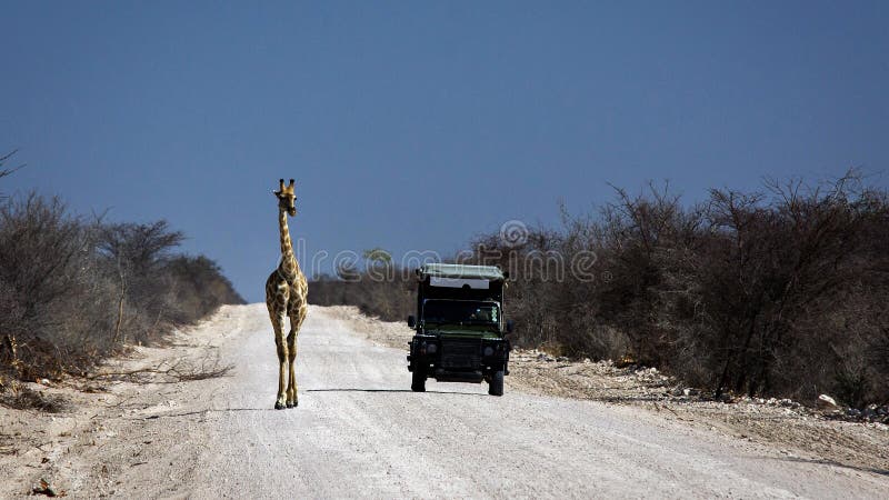 Giraffe trifft Geländewagen auf afrikanischer Schotterstraße lizenzfreie stockbilder Giraffe trifft Geländewagen auf afrikanischer Schotterstraße lizenzfreie stockbilder
