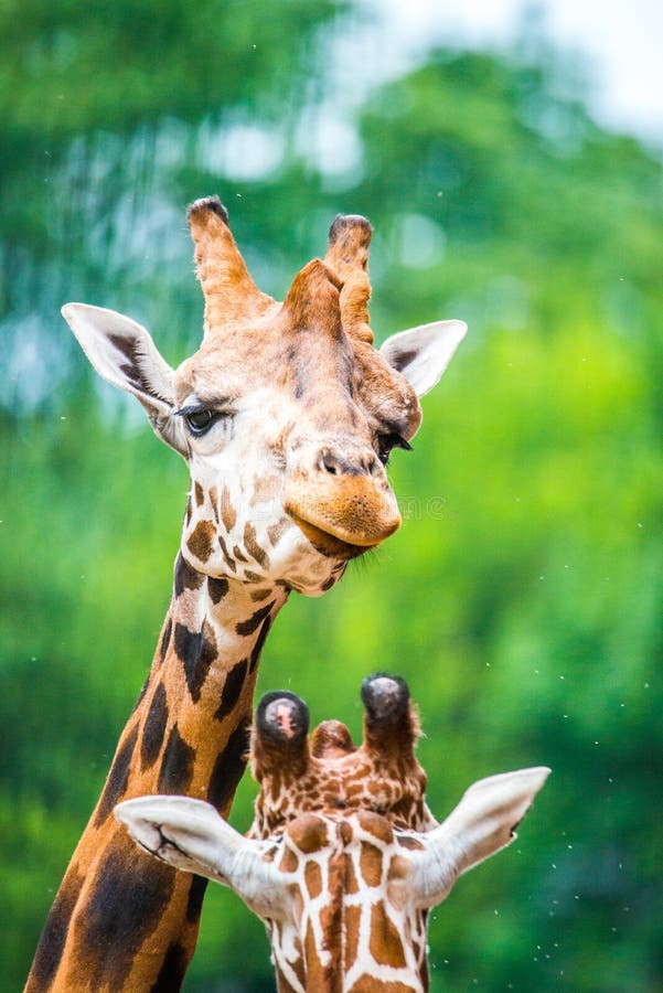 105 Two Giraffe Heads Stock Photos - Free & Royalty-Free Stock Photos
