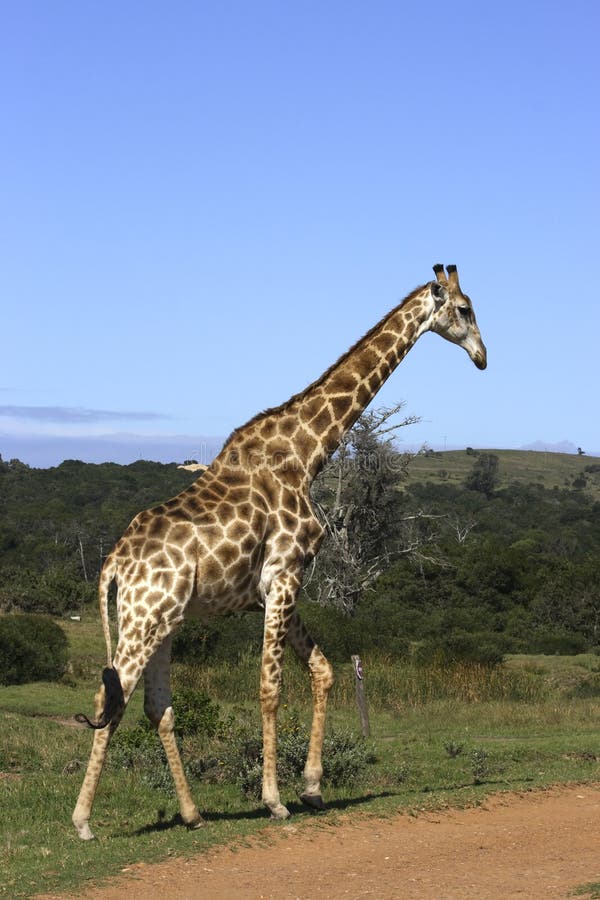 Giraffe walking Away